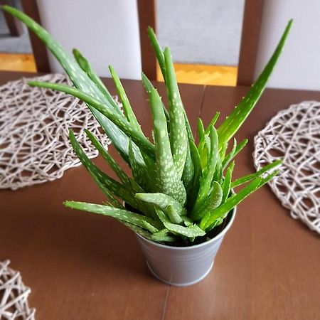 Apartament Janowskie Blonia Rumia Esterno foto